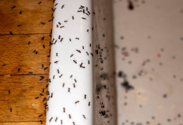 Best Ant Control Services  in Siloam Springs, AR