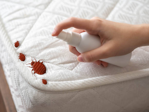 Best Spider Control Near Me  in Siloam Springs, AR