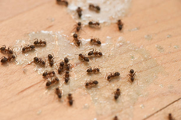 Best Pest Removal Services  in Siloam Springs, AR