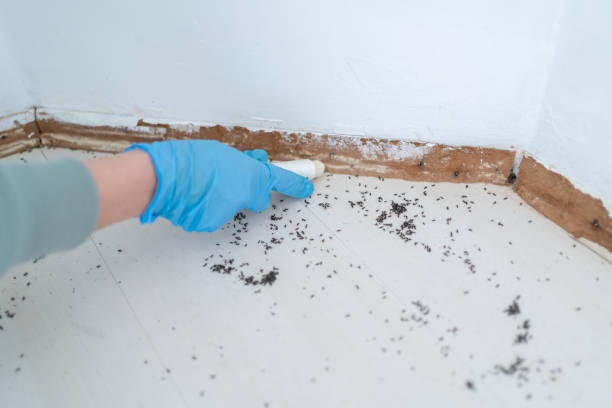 Best Mosquito Control Services  in Siloam Springs, AR